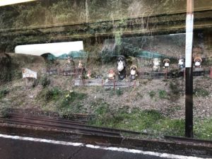 神尾のタヌキ