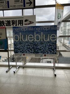 ネモフィラ看板